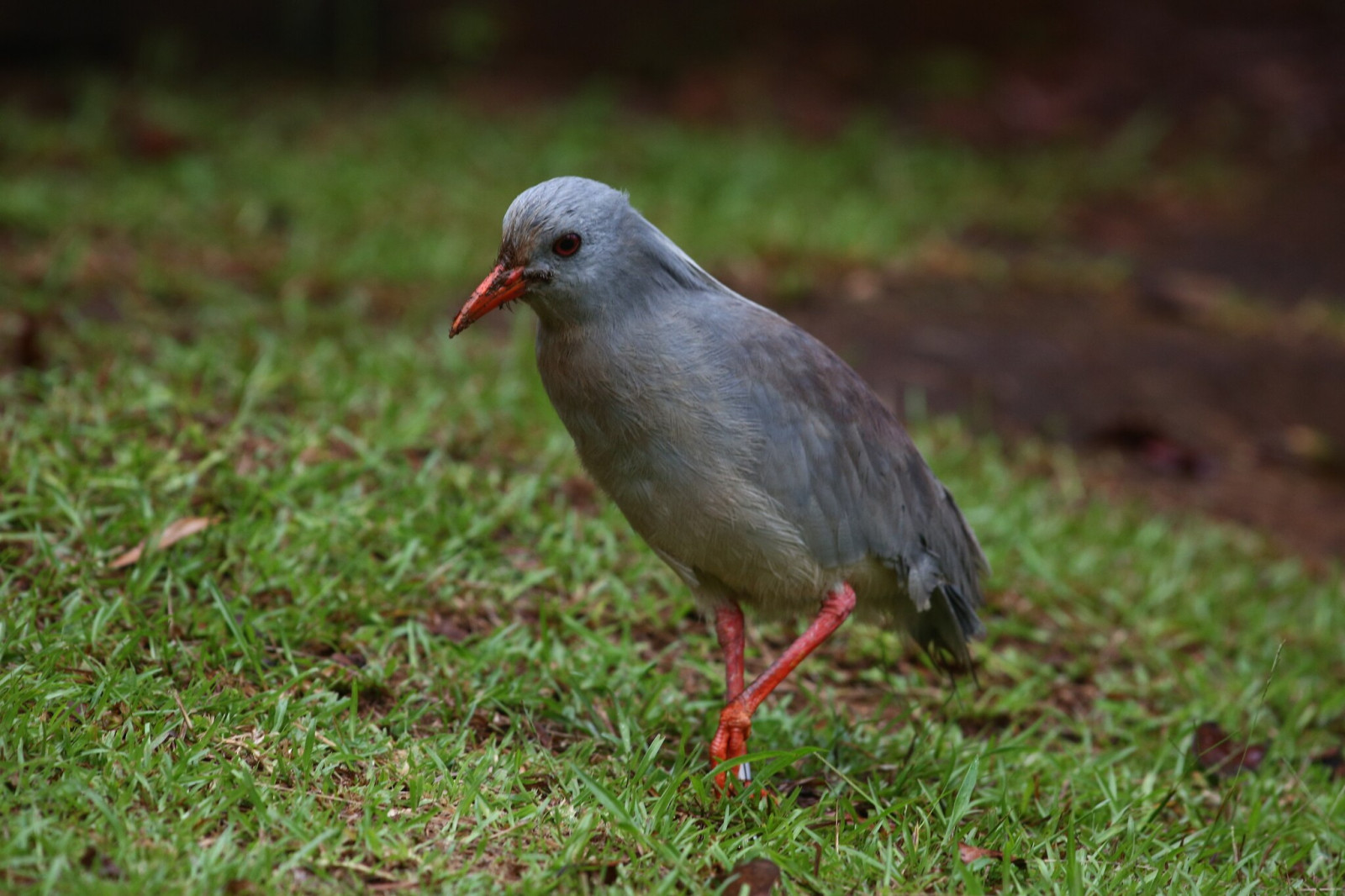 image Kagu